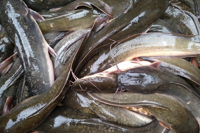 Frozen Lele / Cat Fish