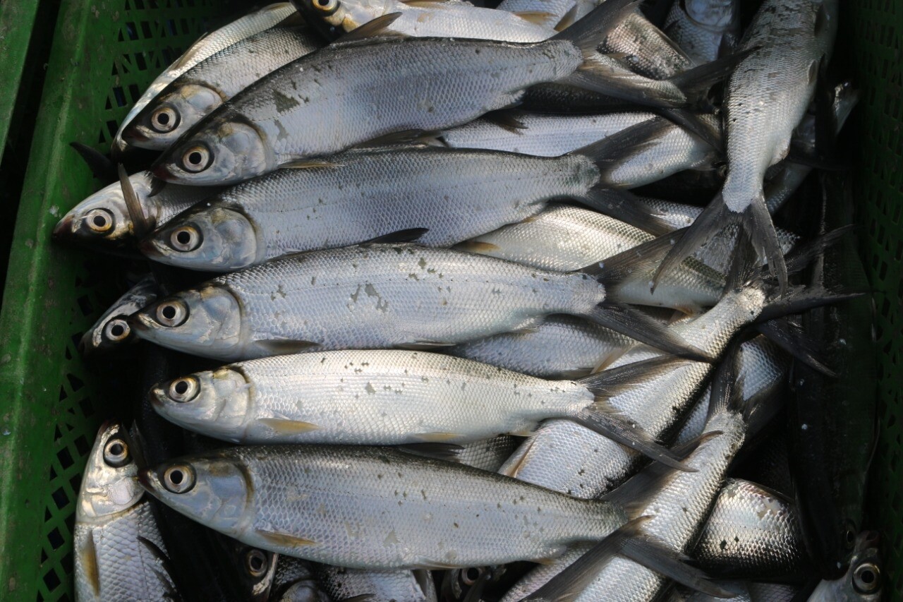 Frozen Ikan Bandeng /Milk Fish