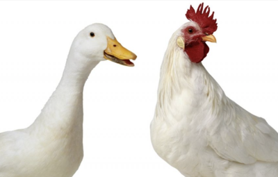 Ayam dan Bebek