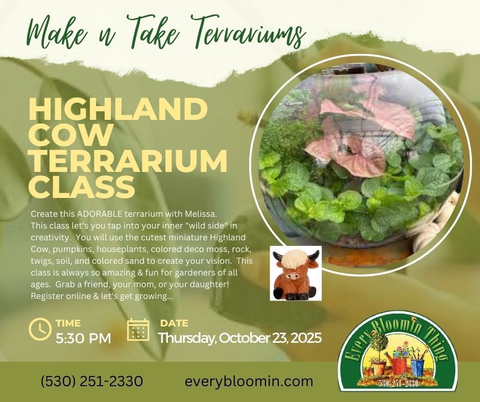 Make-n-Take: Highland Cow Terrarium with Melissa 10/23