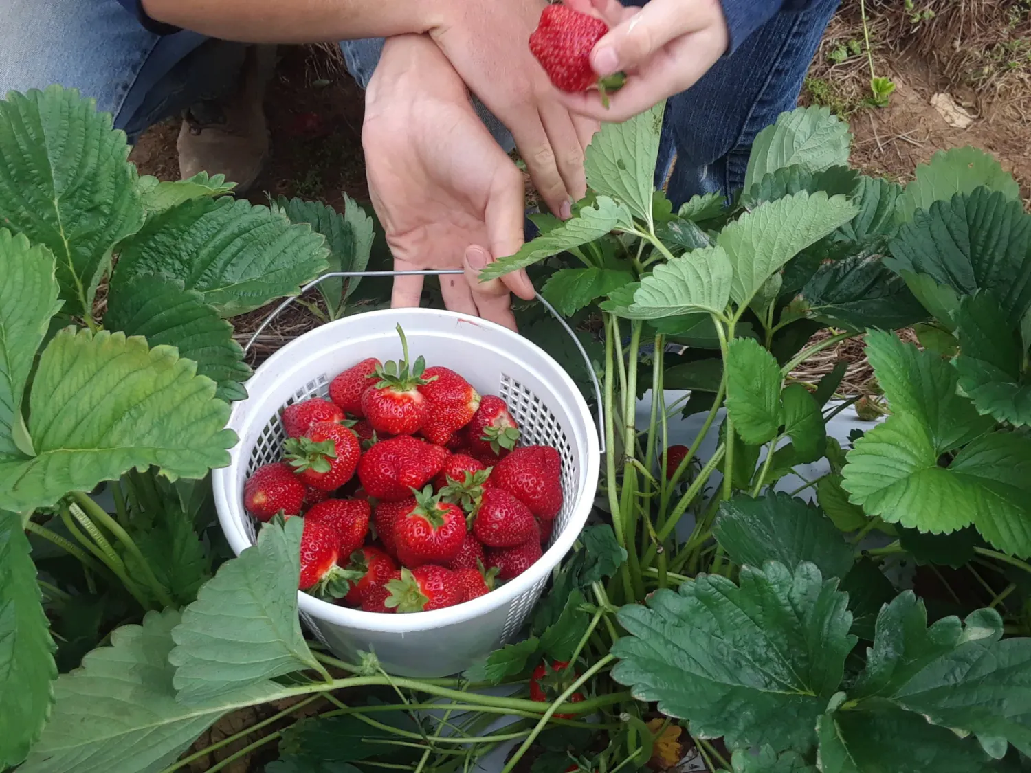 E10 Berry Picking at Millers Farm