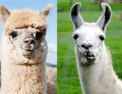 Tour of Serendipity Farm and Sanctuary for Alpacas and Llamas