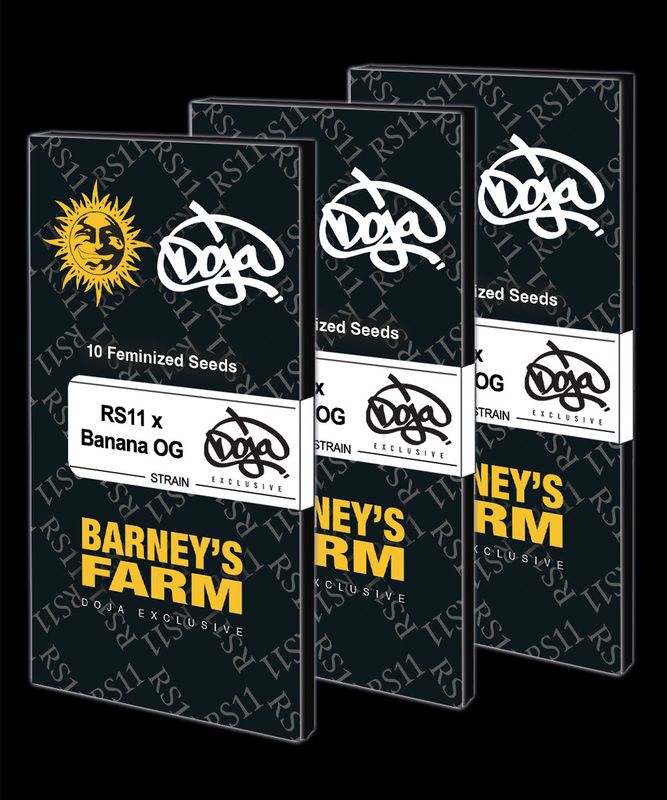 Barneys Farm x Doja Exclusive - RS11 x Banana OG - feminized