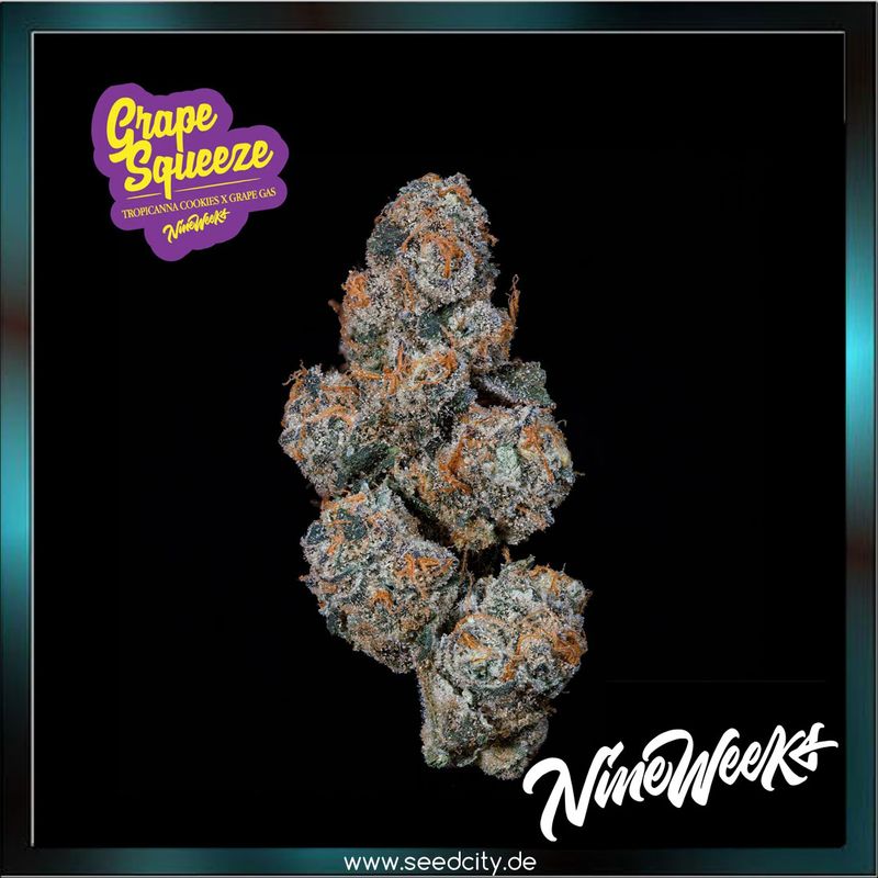 Nine Weeks Harvest - GRAPE SQUEEZE - feminized