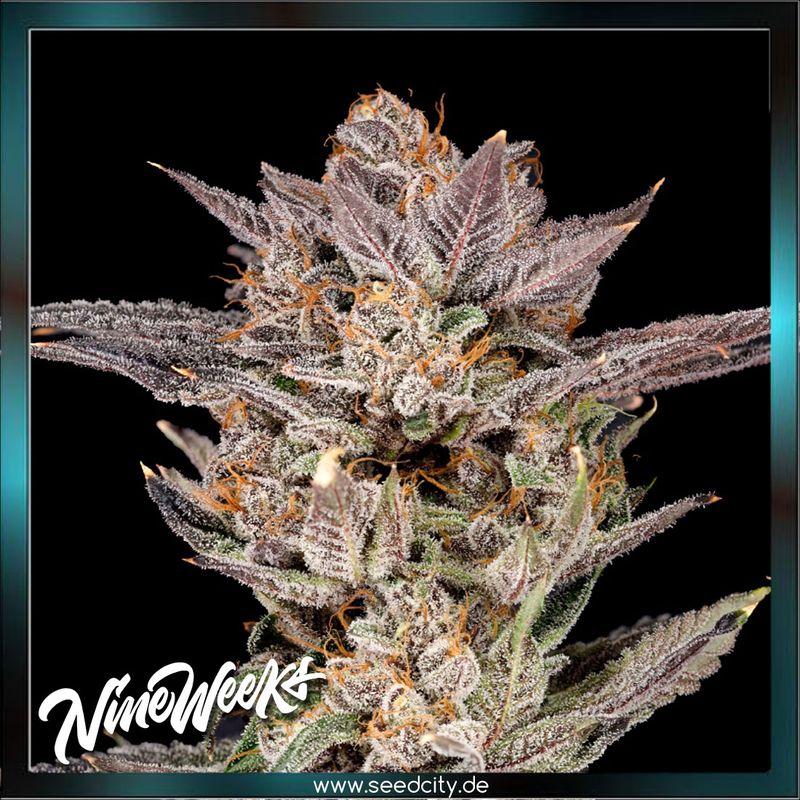 Nine Weeks Harvest - MYLAR MAGIC 2.0 - feminized