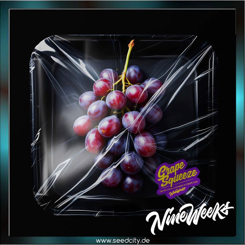 Nine Weeks Harvest - GRAPE SQUEEZE - feminized