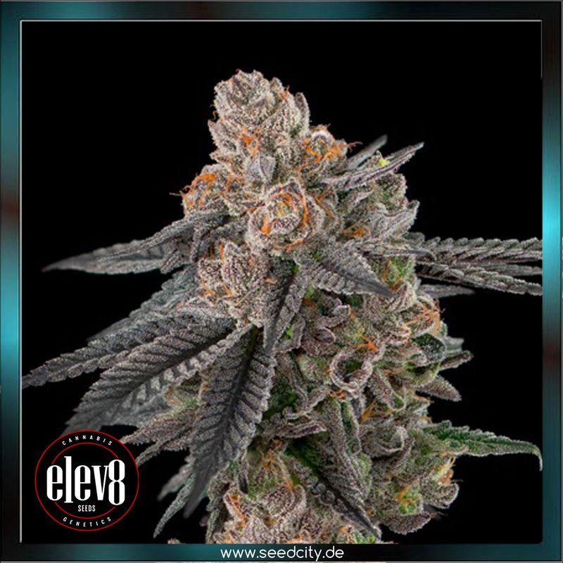 Elev8 Seeds - APPLES & BANANAS S1 - feminized