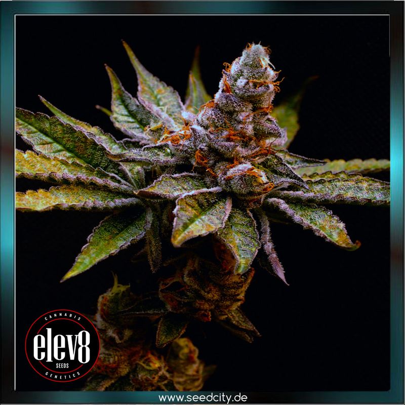 Elev8 Seeds - BIRTHDAY PUNCH - feminized