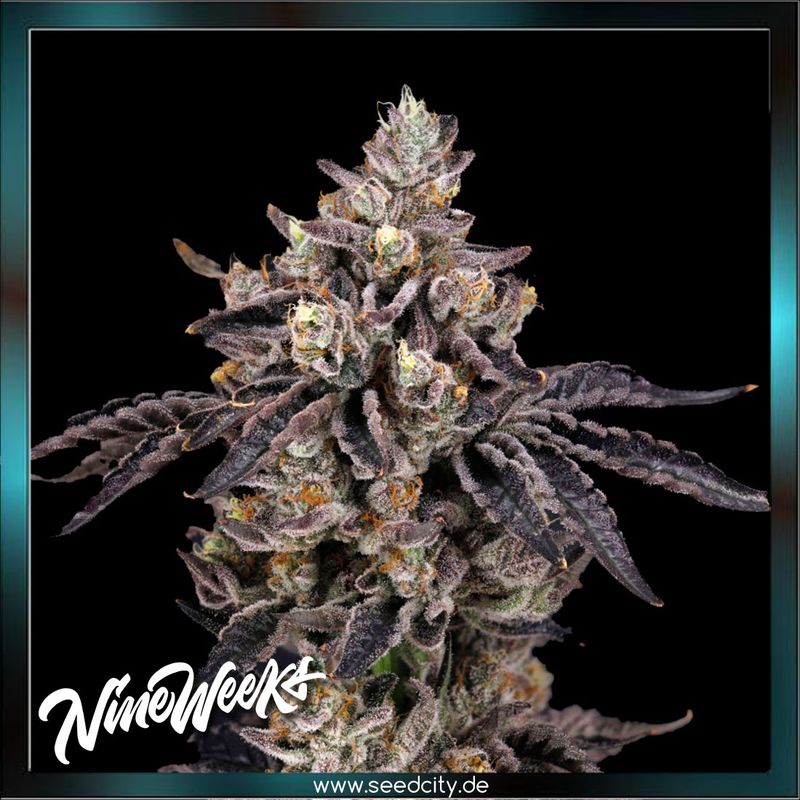 Nine Weeks Harvest - BENS & CHERRY - feminized