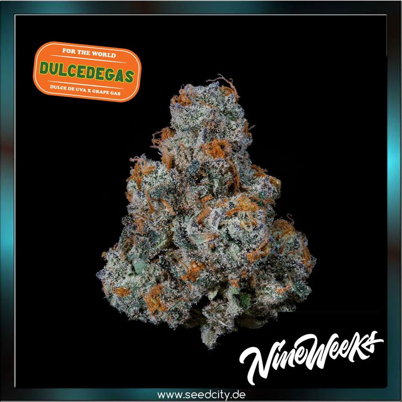 Nine Weeks Harvest - DULCE DE GAS - feminized