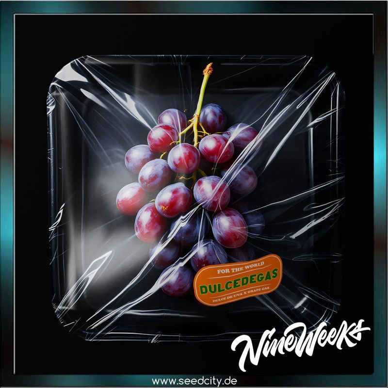 Nine Weeks Harvest - DULCE DE GAS - feminized