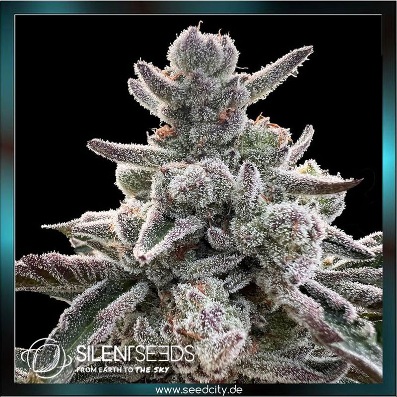 Silent Seeds x Sherbinskis - POLAR GELATO - feminized