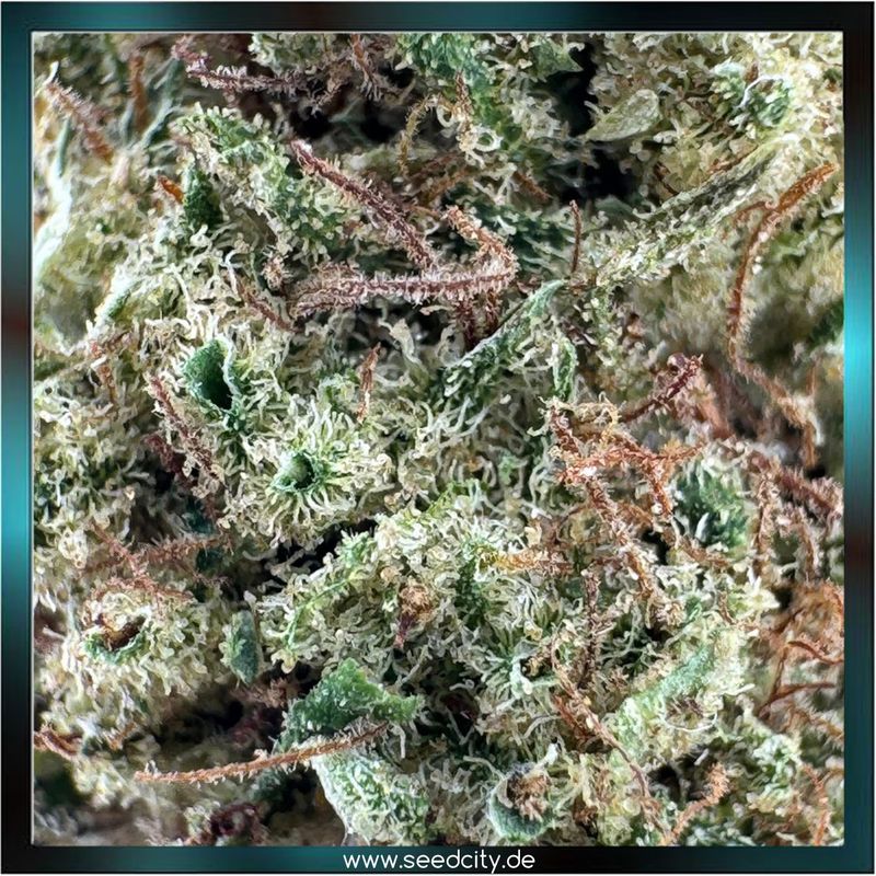 Orange Haze CBD - 1g Ökopack