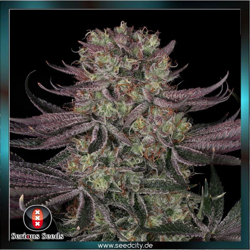 Serious Seeds - Seriotica - feminized