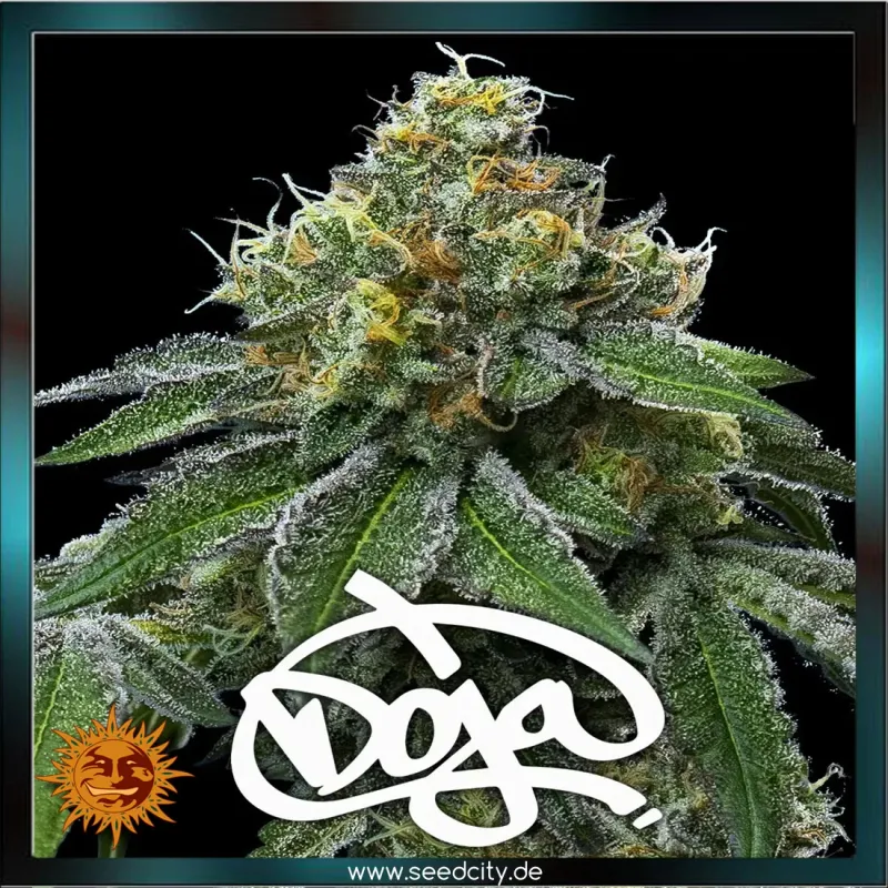 Barneys Farm x Doja Exclusive - RS11 x Banana OG - feminized