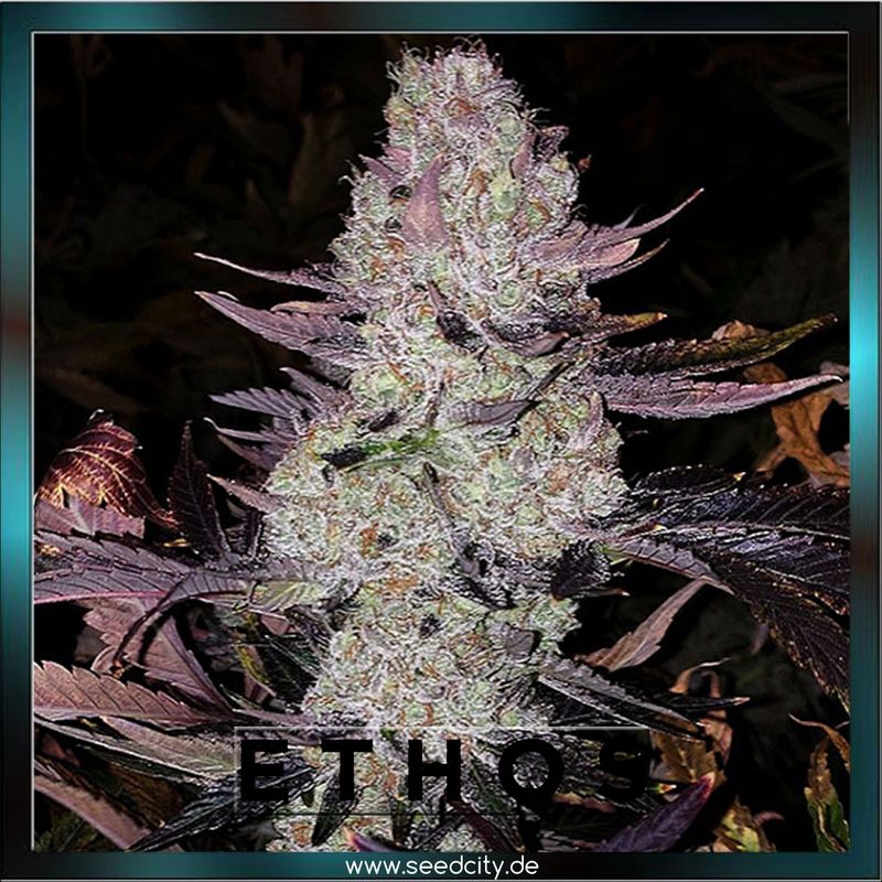Ethos Genetics - GRAPE DIAMONDS R2 - feminized
