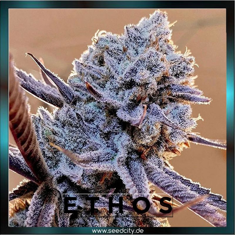 Ethos Genetics - LILAC DIESEL RBX2 - feminized