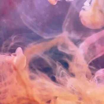 Ethos Genetics - PURPLE SUNSET RBX2 - feminized