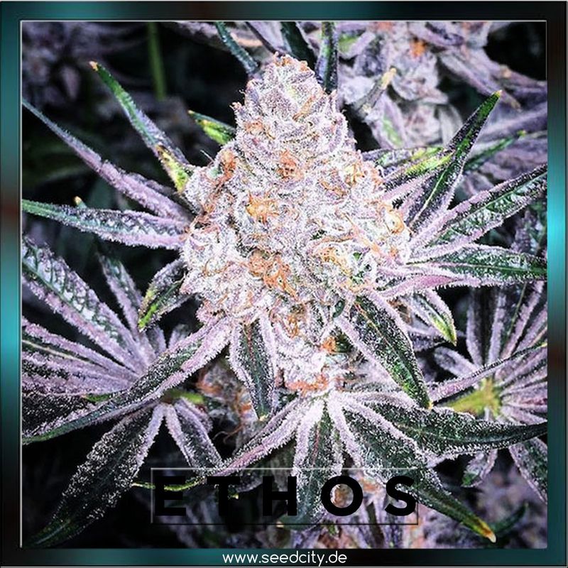 Ethos Genetics - PURPLE SUNSET RBX2 - feminized