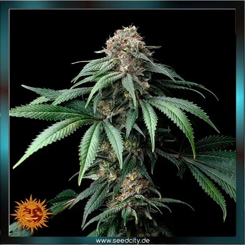 Barneys Farm - MENDO BREATH - feminized