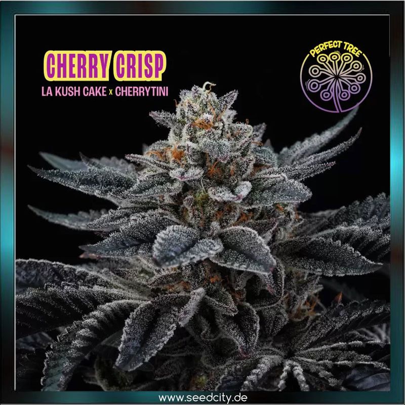 Perfect Tree - CHERRY CRISP - feminized