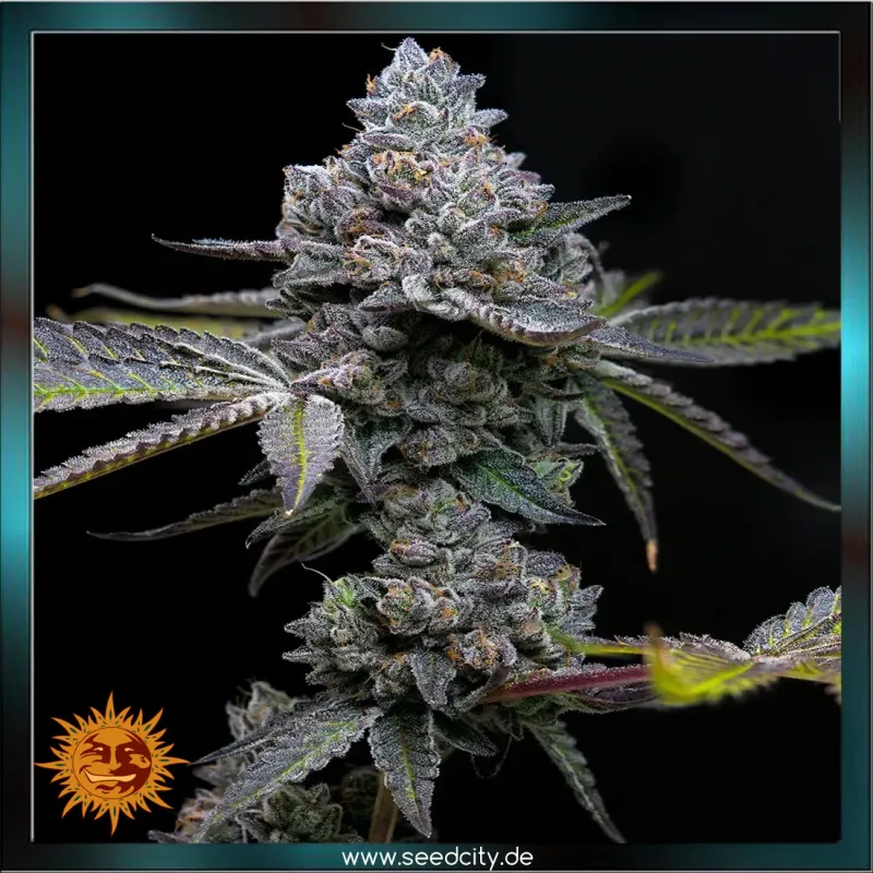 Barneys Farm - APPLE FRITTER - feminized