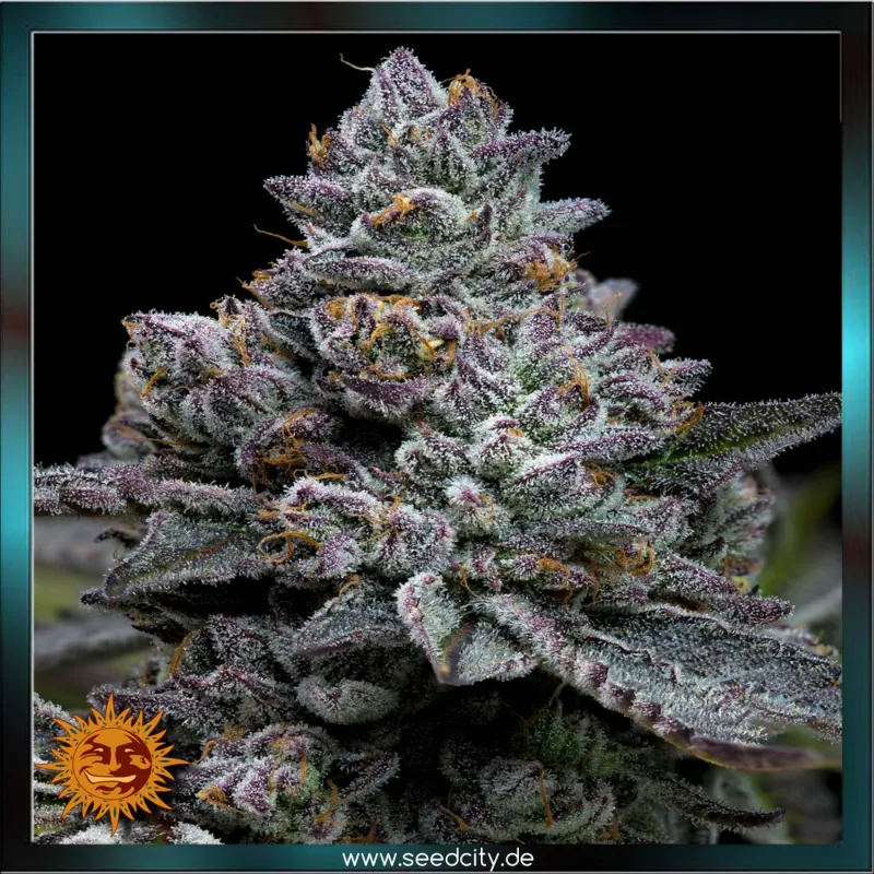 Barneys Farm - APPLE FRITTER - feminized