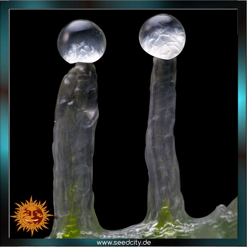 Barneys Farm - JEALOUSY - feminized