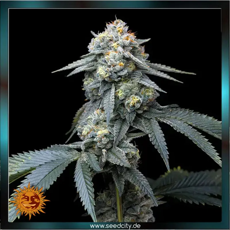 Barneys Farm - JEALOUSY - feminized