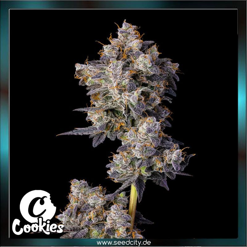 Cookies - CHERRY ZELATO - feminized