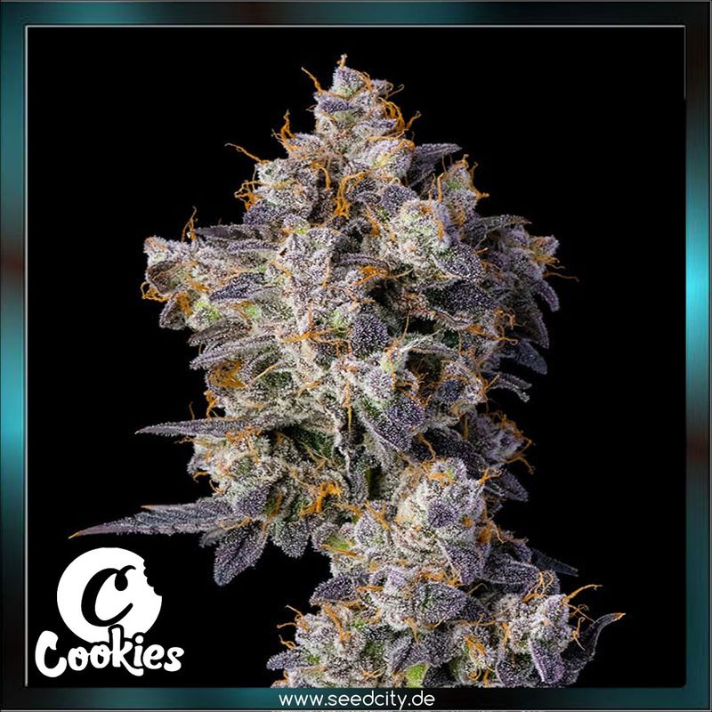 Cookies - CHERRY ZELATO - feminized