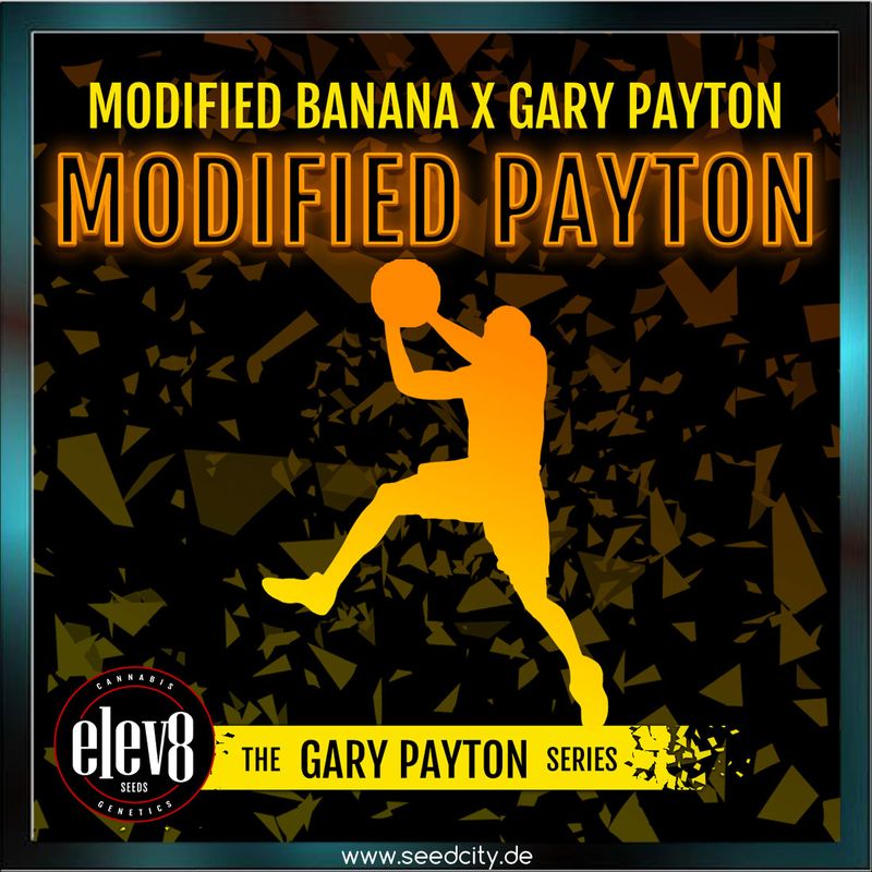 Elev8 Seeds - MODIFIED PAYTON - feminized