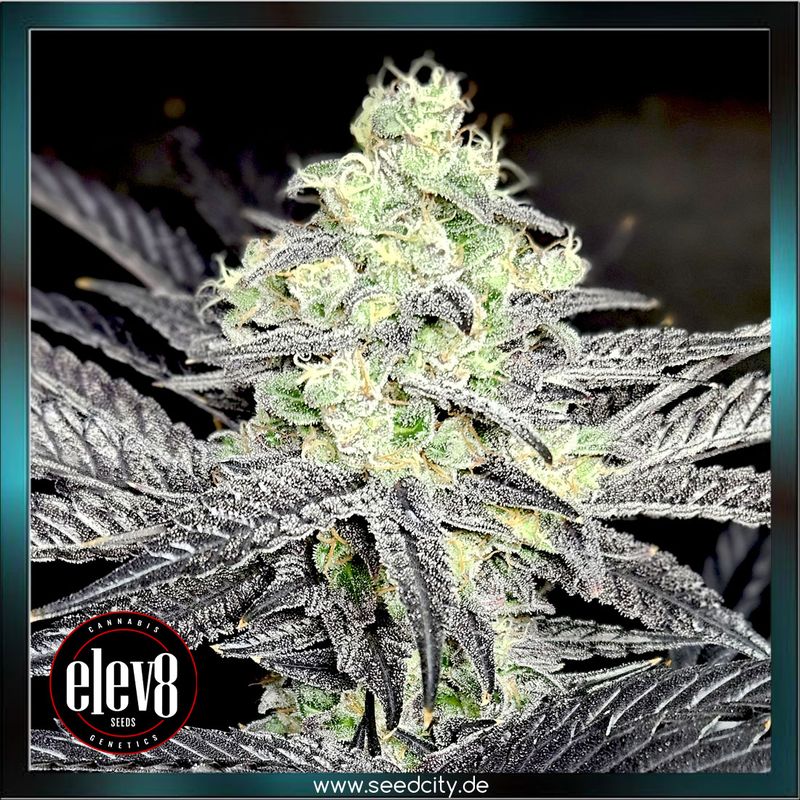 Elev8 Seeds - MODIFIED PAYTON - feminized