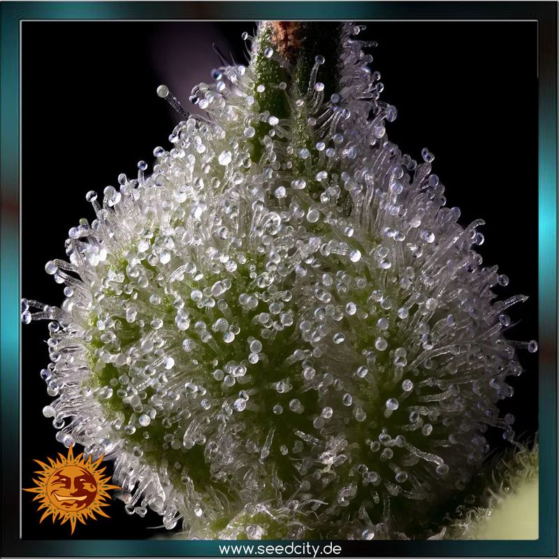 Barneys Farm - MENDO BREATH - feminized