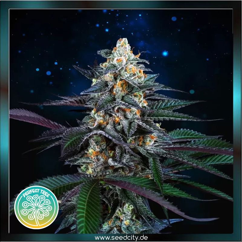 Perfect Tree - SPRITZ - feminized