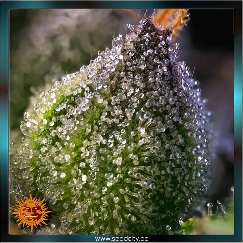 Barneys Farm - RAINBOW SHERBET - feminized
