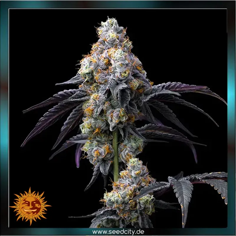 Barneys Farm - RAINBOW SHERBET - feminized