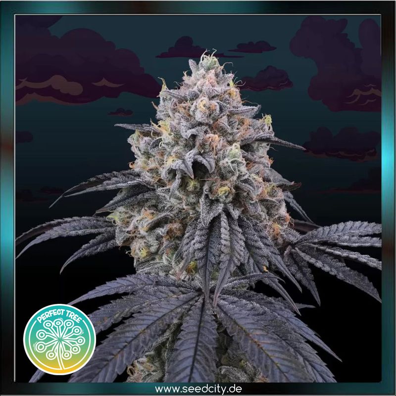Perfect Tree - PEACH CLOUDS - feminized