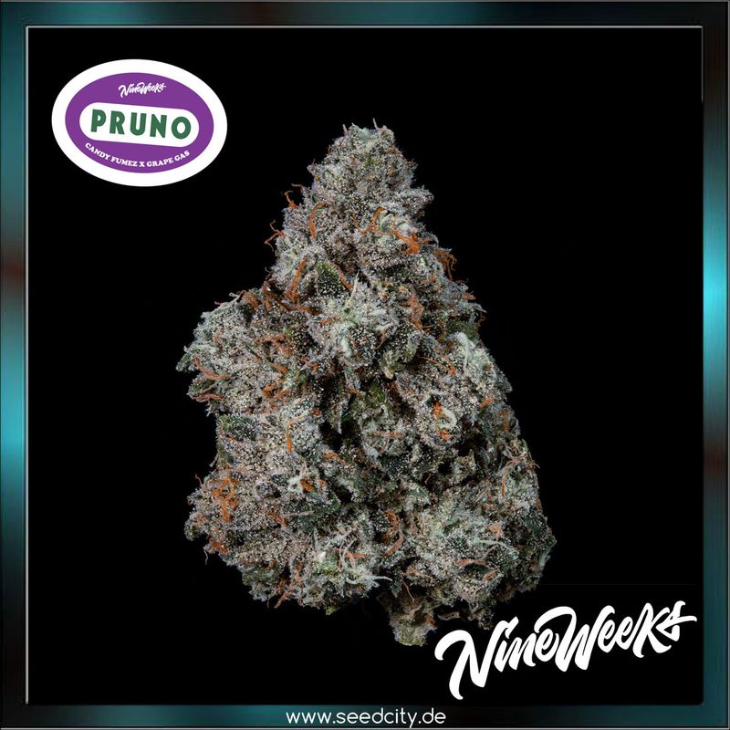 Nine Weeks Harvest - PRUNO - feminized