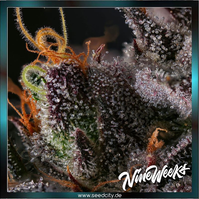 Nine Weeks Harvest - AZULCAR - feminized