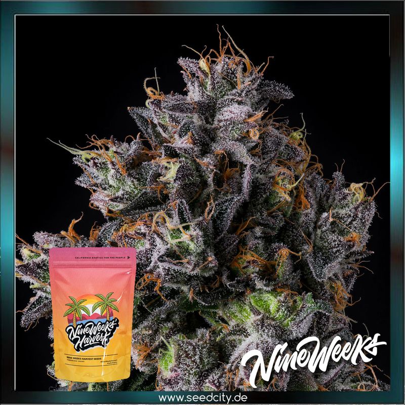 Nine Weeks Harvest - AZULCAR - feminized