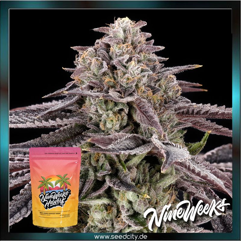 Nine Weeks Harvest - MONACO - feminized