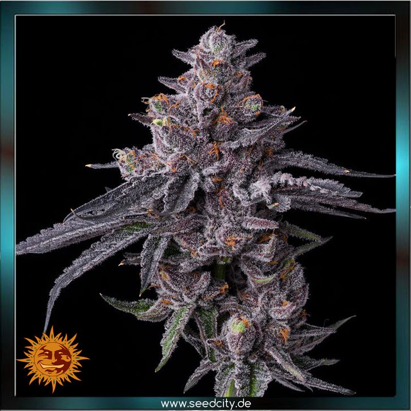 Barneys Farm - ZILLIONS - feminized