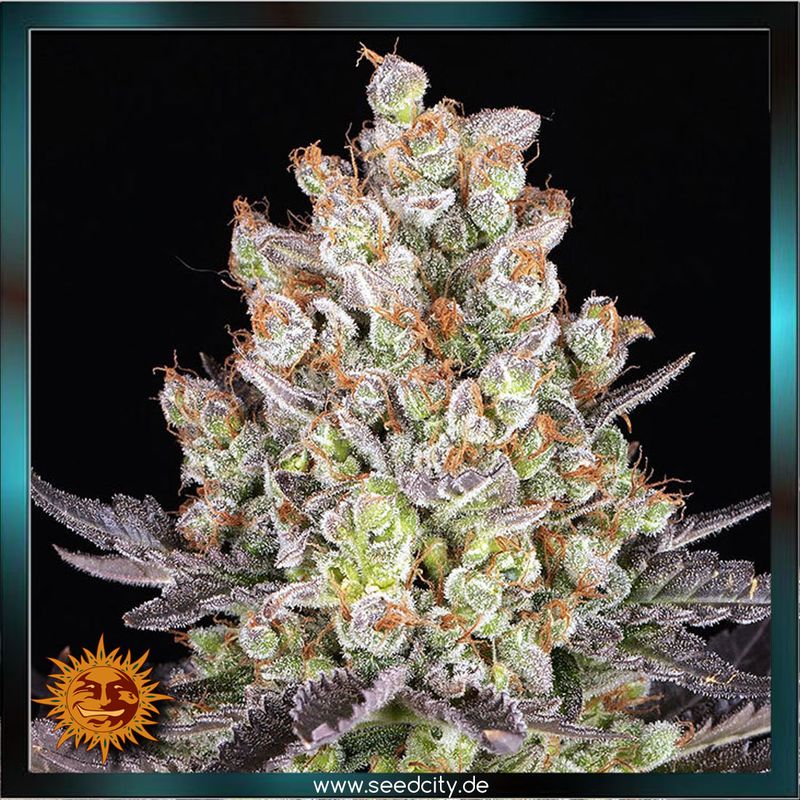 Barneys Farm - PAPAYA FROSTING - feminized