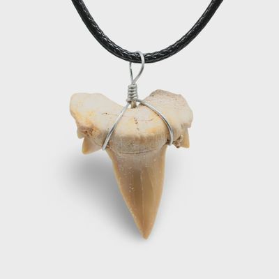 Shark Tooth Necklace