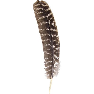 Turkey Feather for Smudging