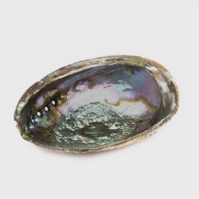 Sacred Smudge Oyster Shell