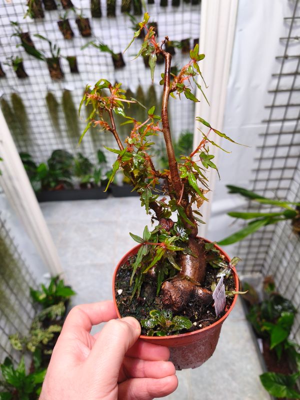 Dendrobium2　セイア Tienda