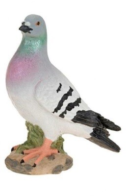Duif  22 cm