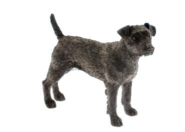 Paterdale Terrier 12 cm